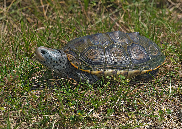 Malaclemys terrapin littoralis  TEXAS DIAMONDBACK TERRAPIN 6022593z
