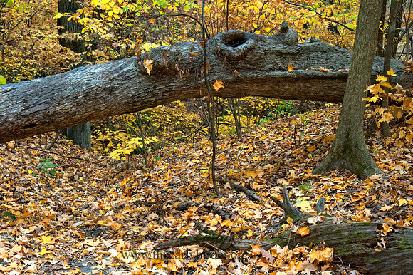 FALL FOREST SCENE 5017033z