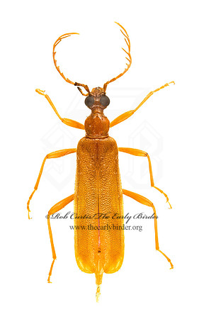 Dendroides concolor 9020521z