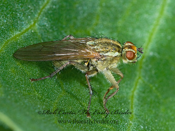 Scathophaga stercoraria  DUNG FLY 7009282z