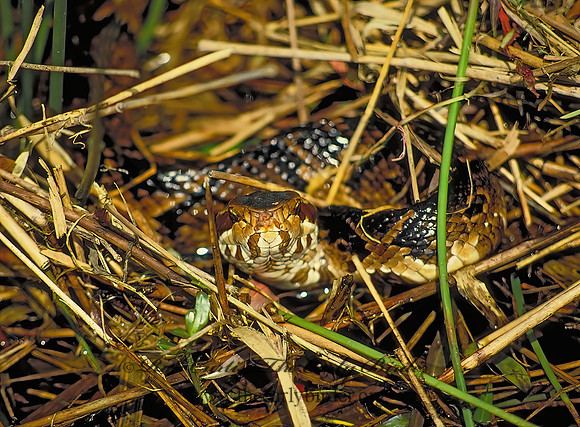 Agkistrodon puscivorus  EASTERN COTTONMOUTH 14414.1z