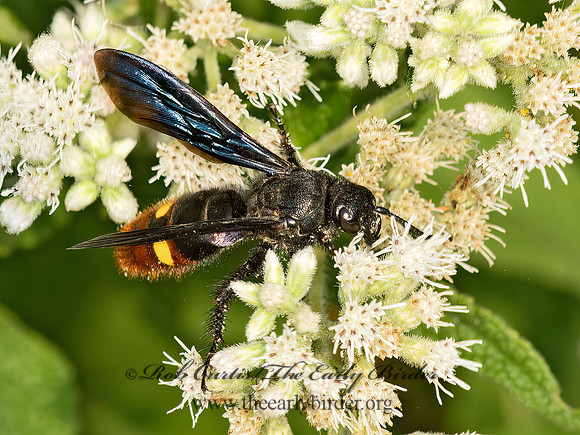Scolia dubia  BLUE-WINGED SCOLIID 9051140z