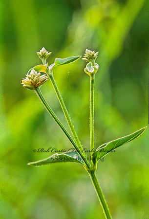 Alternanthera flavescens  YELLOW JOYWEED 249707z