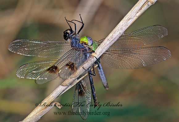 Erythemis vesiculosa GREAT PONDHAWK 272325 z