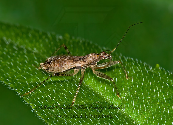 Hoplistoscelis pallescens 6012751z