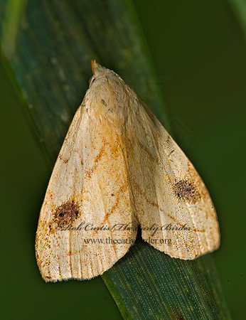 Rivula propinqualis SPOTTED GRASS MOTH 8017012z