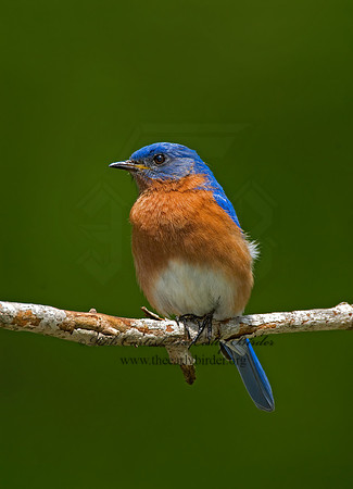 Sialia sialis  EASTERN BLUEBIRD 6003823 z