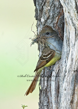 Myiarchus tyrannulus  BROWN-CRESTED FLYCATCHER 7006197z