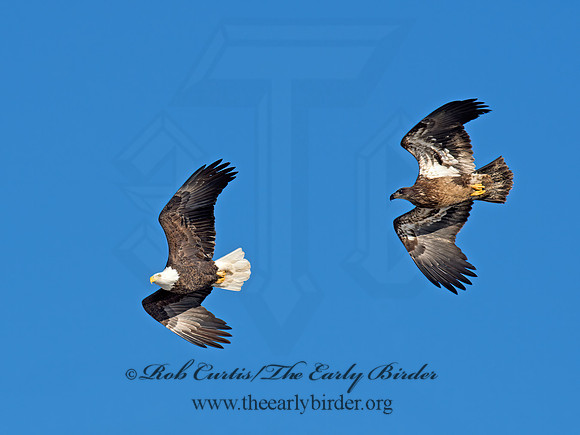 Haliaeetus leucocephalus  BALD EAGLE 9019101z