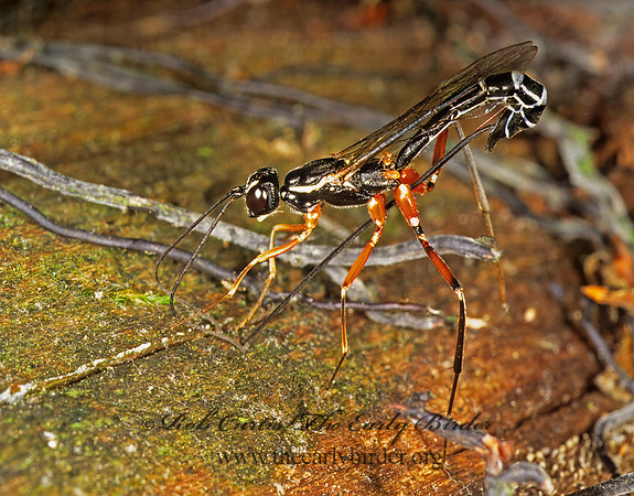 Podoschistus vittifrons 1112201z
