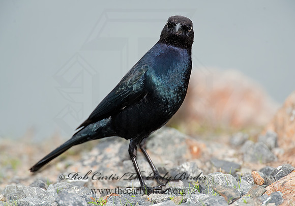 Euphagus cyanocephalus  BREWER'S BLACKBIRD 8020044z