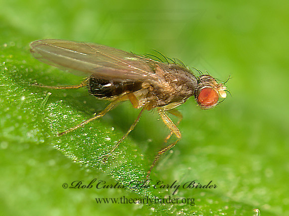 Scaptomya  VINEGAR FLY 9041238z