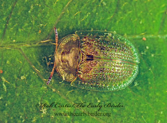 Gratana pallidula TORTOISE BEETLE 170226z