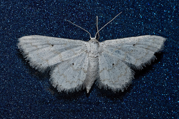 Lobocleta peralbata  STERRHINAE GEOMETER 3039277z