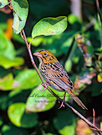 Centronyx henslowii  HENSLOW'S SPARROW 182614z