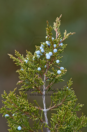 Juniperus virginiana  RED CEDAR 5016971z