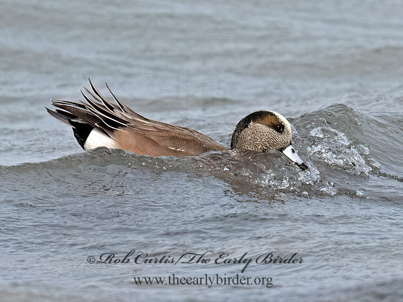 Mareca americana AMERICAN WIGEON 3048276z