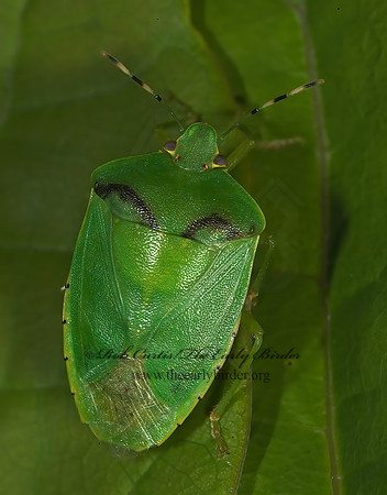 Chinavia hilaris  GREEN STINKBUG 8005184z