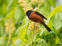 Icterus spurius ORCHARD ORIOLE 9044849z