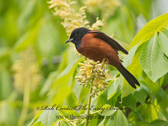 Icterus spurius  ORCHARD ORIOLE 9044849z