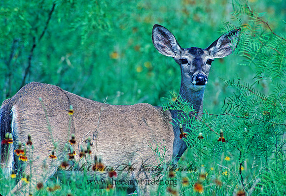 Odocoileus virginianus  WHITE-TAILED DEER 55118z