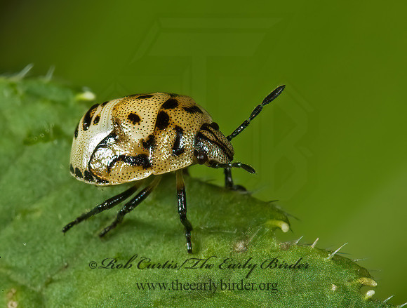 Cosmopepla lintneriana 5013296z