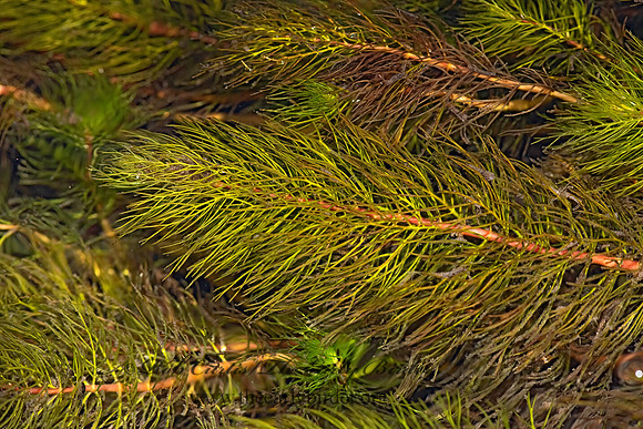 Myriophyllum sibiricum  NORTHERN WATER-MILFOIL 3024285-z