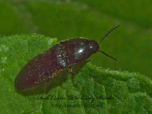 Ampedus sp  CLICK BEETLE 9032034z