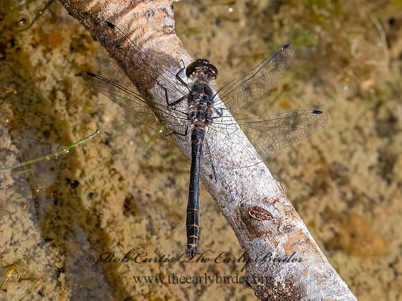Sympetrum danae BLACK MEADOWHAWK 3024673z
