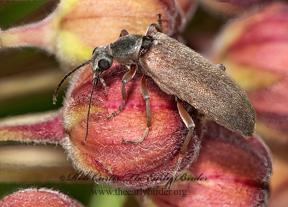 Stereopalpus vestitus  ANTLIKE FLOWER BEETLE 3002785~z