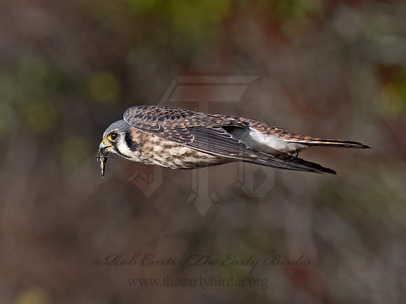 Falco sparverius AMERICAN KESTREL 9092150z