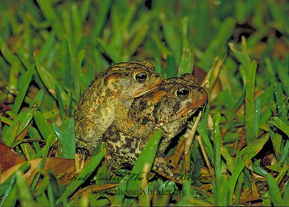 Anaxyrus terrestris  SOUTHERN TOAD 18421  z