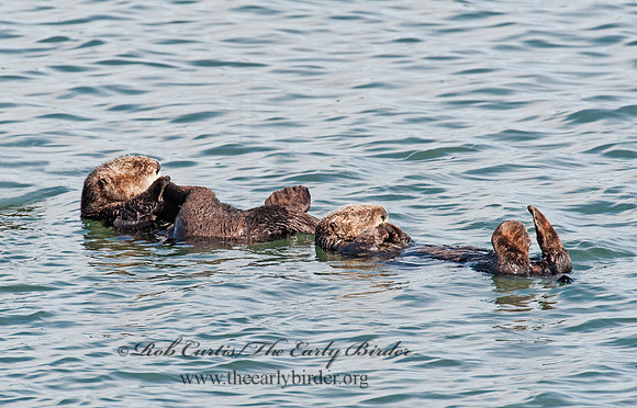 Enhydra lutris nereis  SOUTHERN SEA OTTER 8020364 z