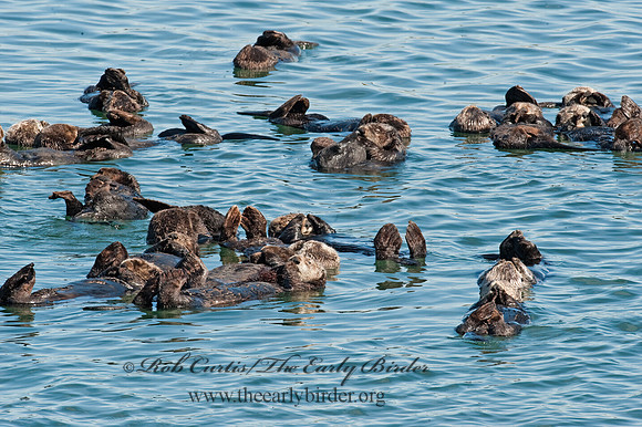 Enhydra lutris nereis  SOUTHERN SEA OTTER 8020407 z