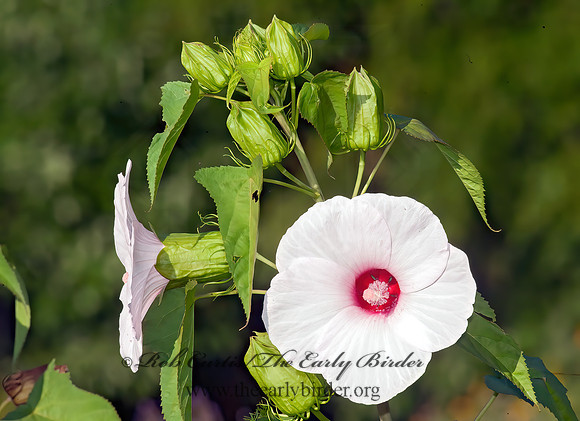Hibiscus laevis  HALBERD-LEAVED ROSE MALLOW 8028849z