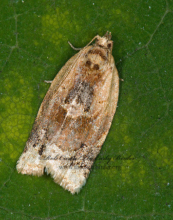 Argyrotaenia velutinana RED-BANDED LEAFROLLER 6012348z