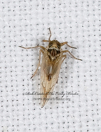 Nothodelphax consimilis 6025049z
