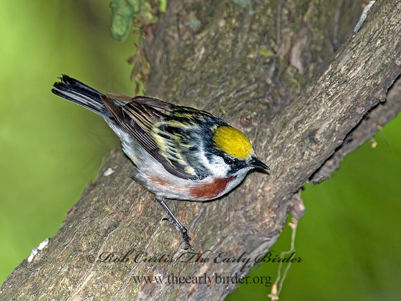 Setophaga pennsylvanica  CHESTNUT-SIDED WARBLER 6006387z