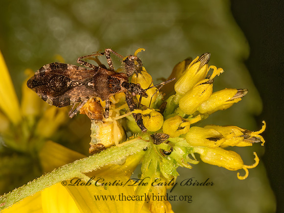 Sinea spinipes ASSASSIN BUG 9083335z
