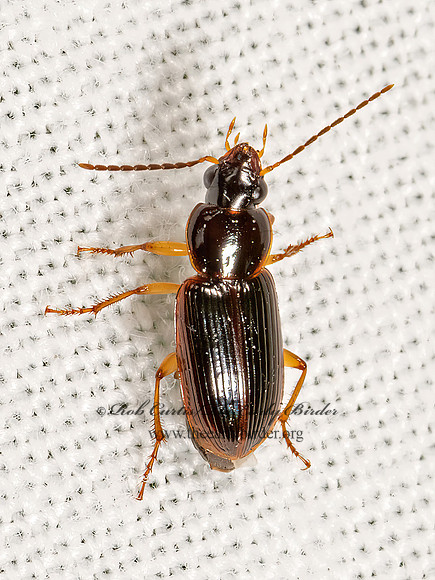 Stenolophus ochropezus  SEEDCORN BEETLE 3022777z