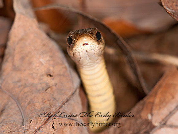 Thamnophis sirtalis  EASTERN GARTER SNAKE  3014972z
