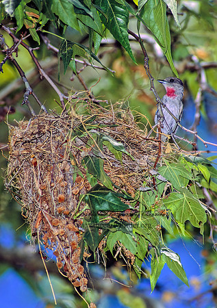 Pachyramphus aglaiae  ROSE-THROATED BECARD 95008z