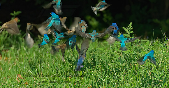 Guiraca caerulea  BLUE GROSBEAK 7002257z