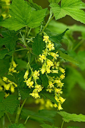 Ribes americanum  AMERICAN BLACK CURRANT 6004915z