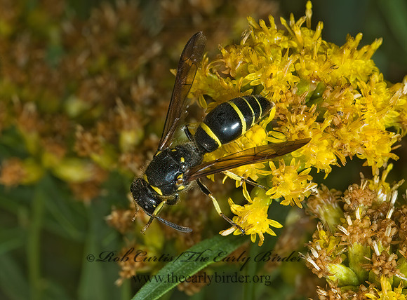 Ancistrocerus adiabatus 5001002z