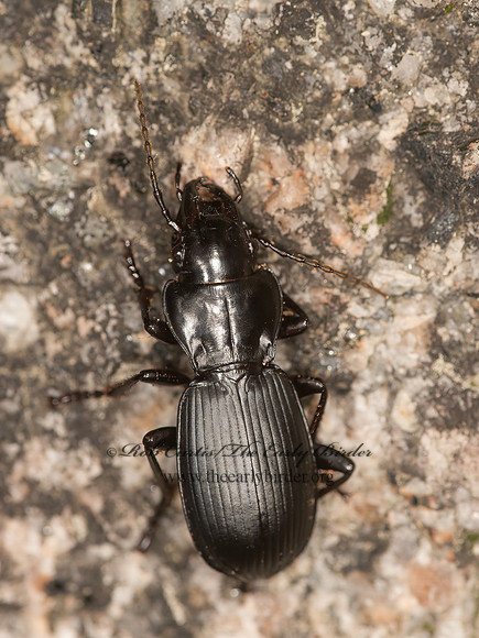Pterostichus lama  WOODLAND GROUND BEETLE 9058205z