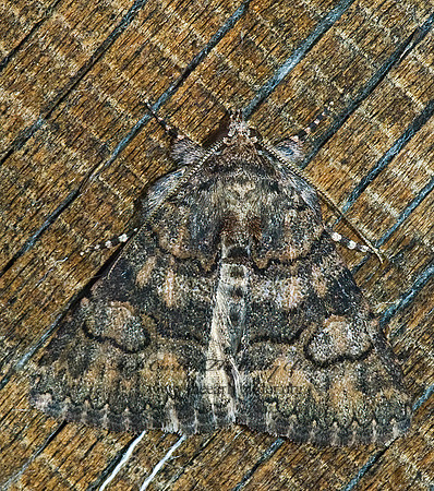 Heteranassa mima OMOPTERINI EREBID MOTH 5005382 z