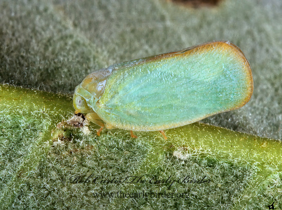 Ormenoides venusta 293005z