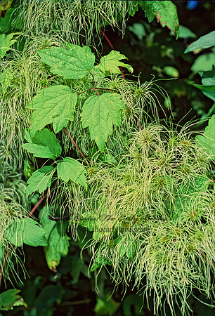 Clematis virginiana  VIRGIN'S BOWER 210201z