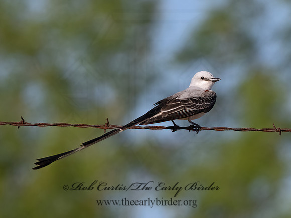 Tyrannus forficatus  SCISSOR-TAILED FLYCATCHER 3033979z